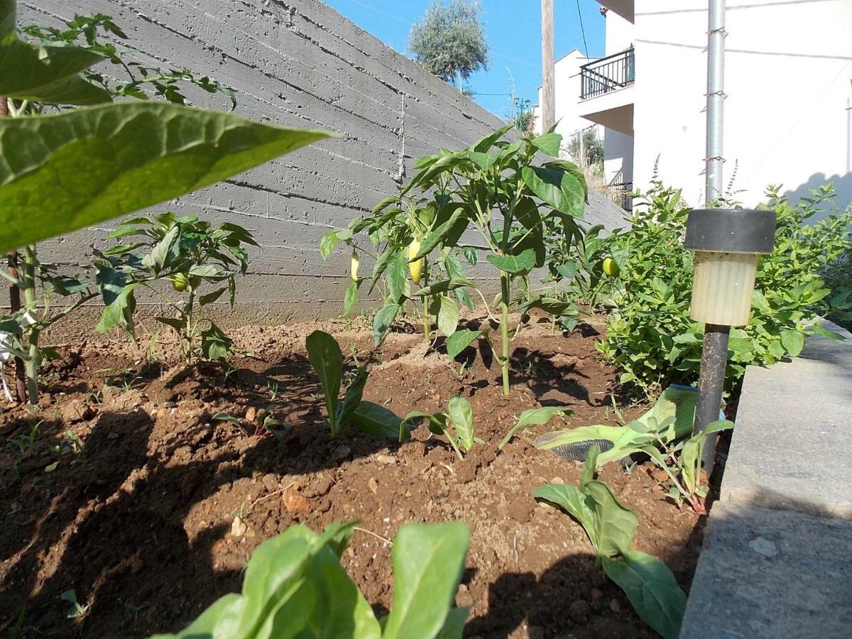 Studios Kentia Skála Marión Dış mekan fotoğraf